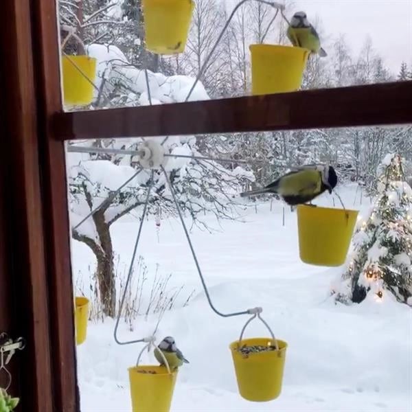 FutterMagie™ Verspielte Vogelunterhaltung