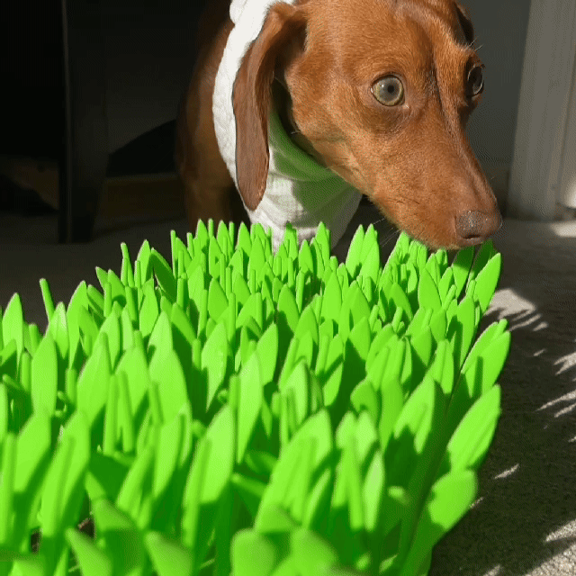 Langsamer Tierfutterspender Matte | Silikon Futterunterlage mit Saugfüßen | Fördert langsames Fressen & mentale Stimulation