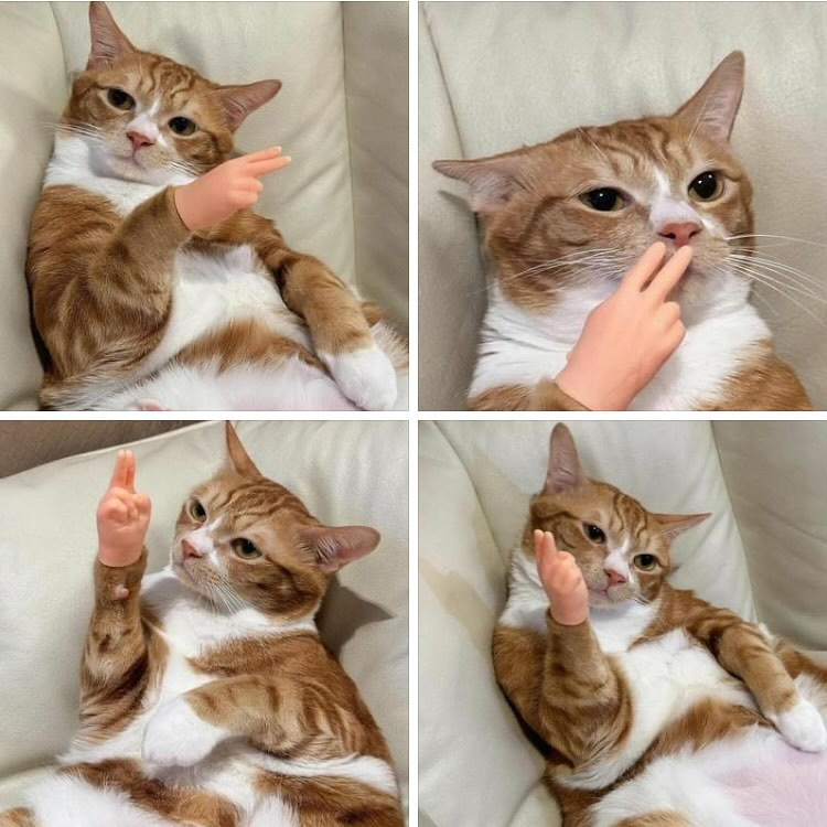 Interaktives Katzen-Spielzeug | Finger-Spielhandschuh aus Gummi | Fördert Bewegung & geistige Aktivität
