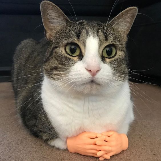 Interaktives Katzen-Spielzeug | Finger-Spielhandschuh aus Gummi | Fördert Bewegung & geistige Aktivität