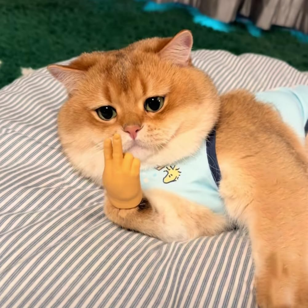 Interaktives Katzen-Spielzeug | Finger-Spielhandschuh aus Gummi | Fördert Bewegung & geistige Aktivität