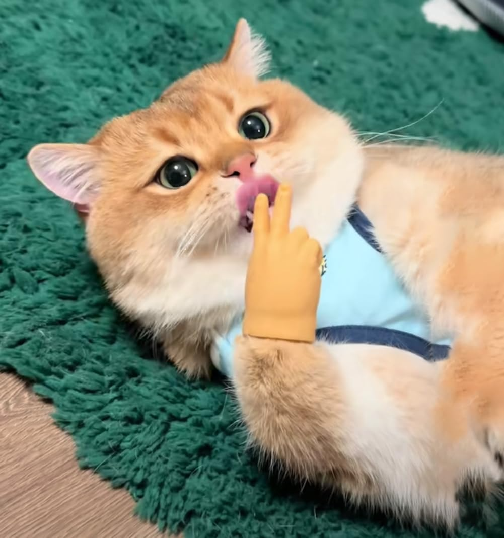 Interaktives Katzen-Spielzeug | Finger-Spielhandschuh aus Gummi | Fördert Bewegung & geistige Aktivität